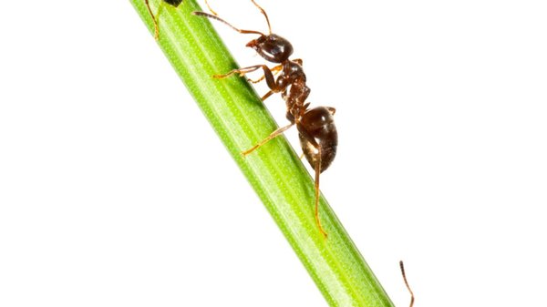 Pourquoi la communication est essentielle à la vie d'une colonie de fourmis ?